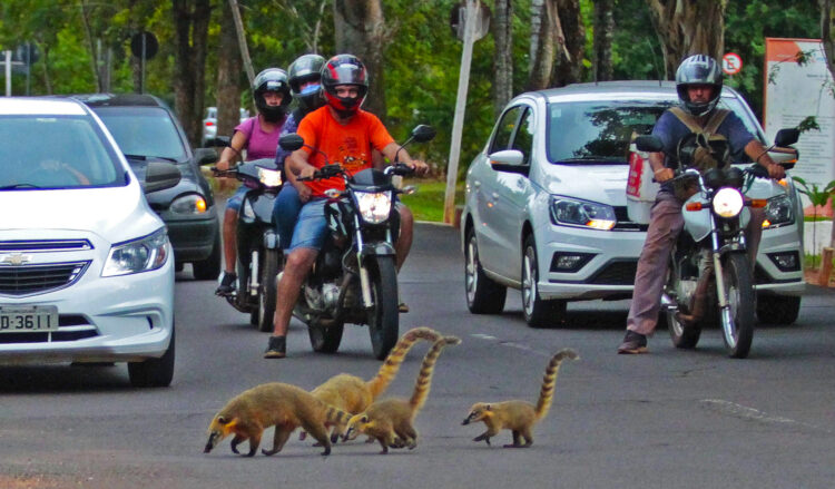 Número de animais na área urbana dobra em 3 anos e quase 8 são resgatados por dia