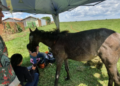 Em 2021, PM autuou 48 por maus-trautos a animais e aplicou R$ 656 mil em multas