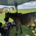 Em 2021, PM autuou 48 por maus-trautos a animais e aplicou R$ 656 mil em multas