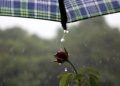 Chuva no fim de semana pode atingir 50 mm ao dia e temperaturas não devem passar dos 30°C