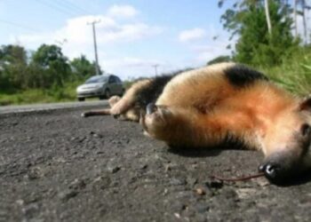 Especialistas dizem que atropelamentos de animais serão reduzidos em MS, após Manual do Governo