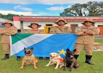 Cães com mais de 20 certificações reforçam atuação do Corpo de Bombeiros em Mato Grosso do Sul