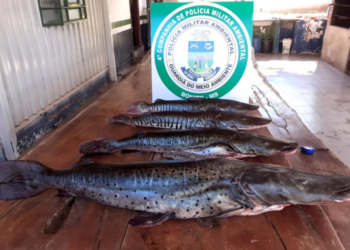 “O olho brilha né? Mas, é crime!” 4 exemplares de Pintado e Cachara são apreendidos