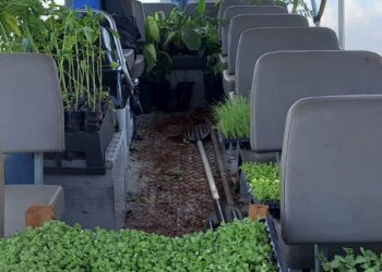 Região da Serra do Amolar, no Pantanal, receberá mudas de plantas frutíferas
