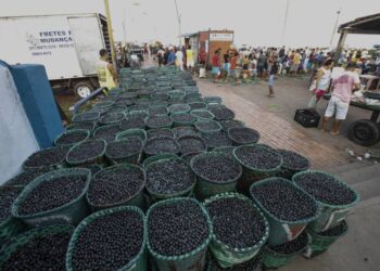 Açaí não sai de moda, cresce 15% ao ano, impulsiona novos negócios e lançamentos