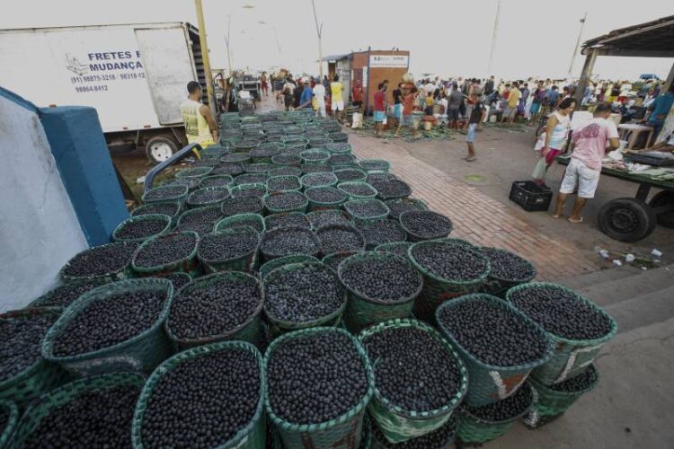 Açaí não sai de moda, cresce 15% ao ano, impulsiona novos negócios e lançamentos