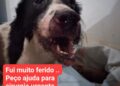 Cão protege família de ladrão, fica ferido e é preciso ajuda para custear cirurgia