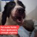 Cão protege família de ladrão, fica ferido e é preciso ajuda para custear cirurgia