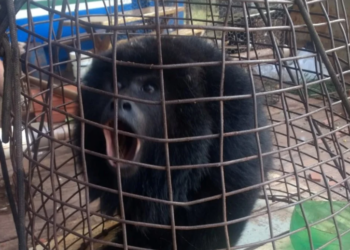 Mulher perde controle de Uno, sai da pista, capota e morre na MS-379