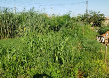 Bosque da Saúde vive situação de calamidade pública e moradores fazem apelo à Prefeitura