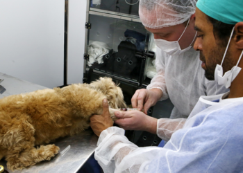 Agora o foco são os animais: Reviva Mais Proteção é lançado e atende o Aero Rancho na inauguração