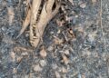 No Passo do Lontra, grupo encontra animais carbonizados, vítimas dos incêndios do Pantanal