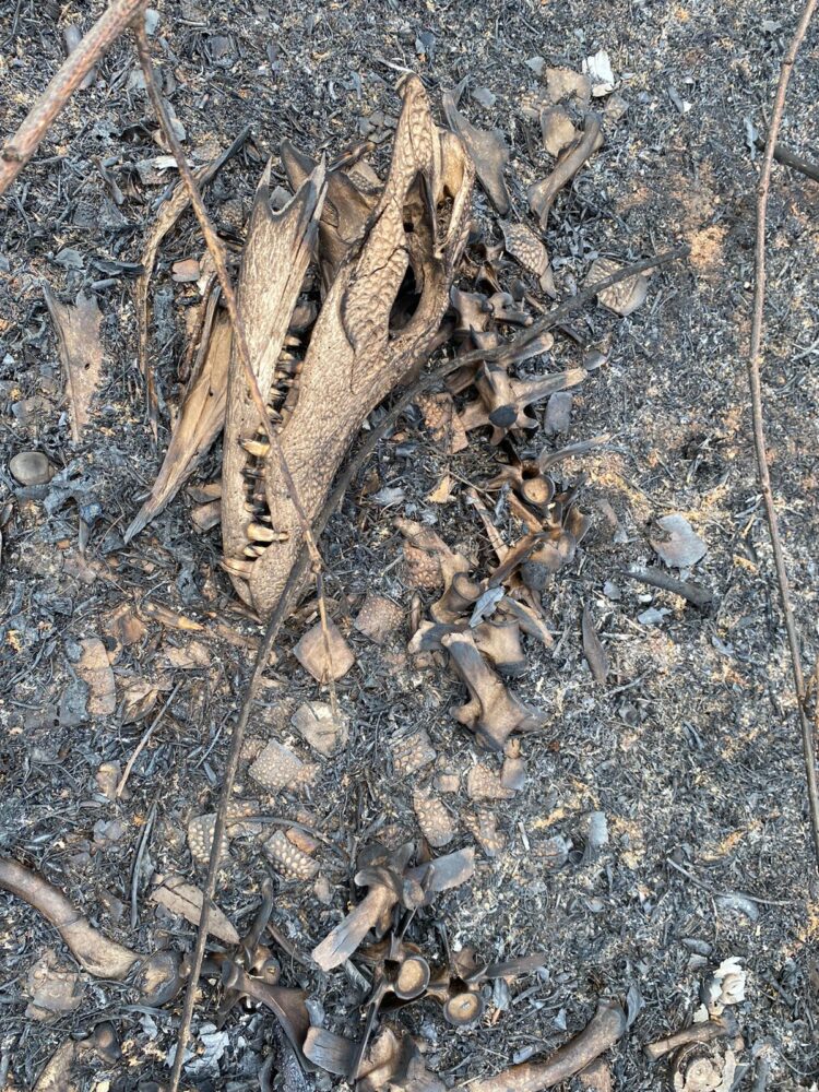 No Passo do Lontra, grupo encontra animais carbonizados, vítimas dos incêndios do Pantanal