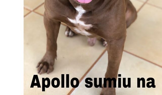 Pitbull foge e família de “bebê propaganda” recompensa em R$ 1 mil por informações