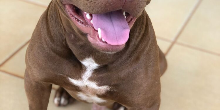 Pitbull foge e família de “bebê propaganda” recompensa em R$ 1 mil por informações