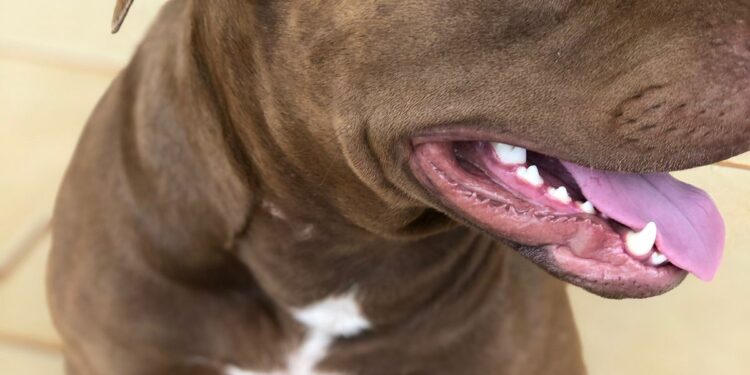 Pitbull foge e família de “bebê propaganda” recompensa em R$ 1 mil por informações