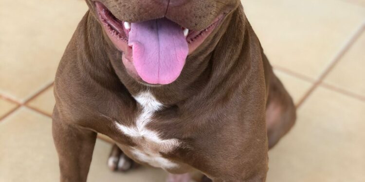 Pitbull foge e família de “bebê propaganda” recompensa em R$ 1 mil por informações