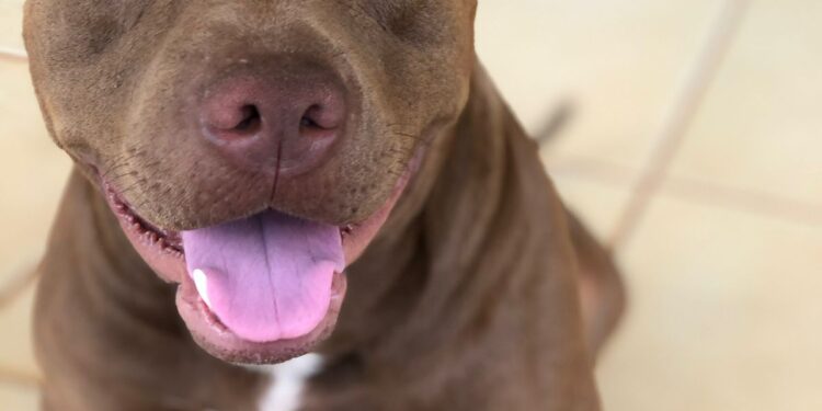 Pitbull foge e família de “bebê propaganda” recompensa em R$ 1 mil por informações