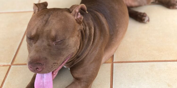 Pitbull foge e família de “bebê propaganda” recompensa em R$ 1 mil por informações