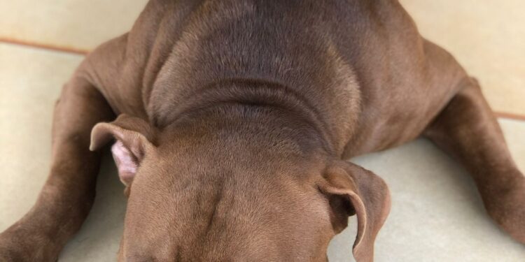 Pitbull foge e família de “bebê propaganda” recompensa em R$ 1 mil por informações