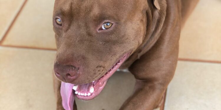 Pitbull foge e família de “bebê propaganda” recompensa em R$ 1 mil por informações