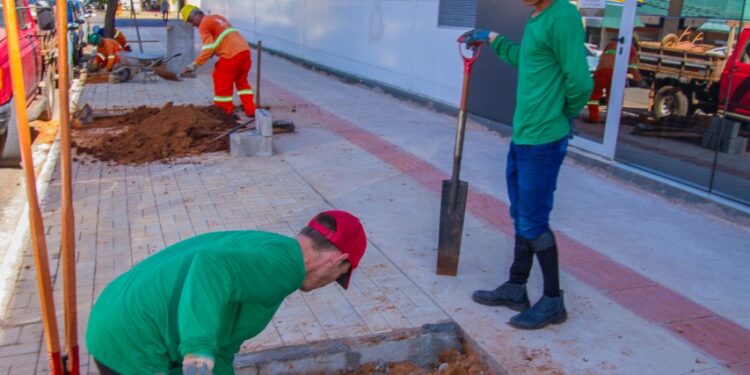 Vídeo: Prefeitura inicia paisagismo no quadrilátero central