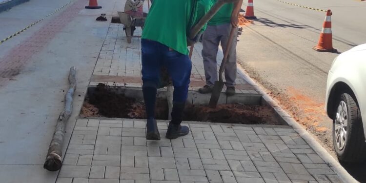Vídeo: Prefeitura inicia paisagismo no quadrilátero central