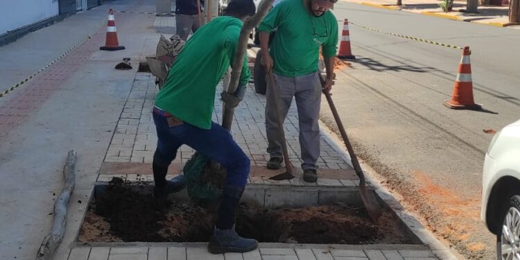 Vídeo: Prefeitura inicia paisagismo no quadrilátero central