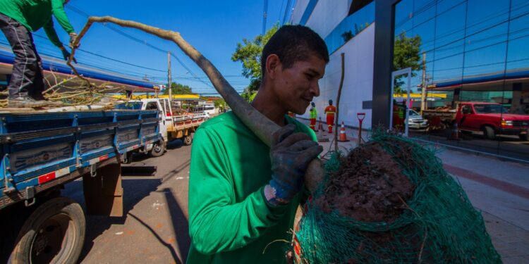 Vídeo: Prefeitura inicia paisagismo no quadrilátero central