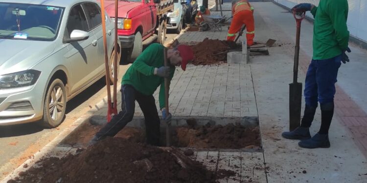 Vídeo: Prefeitura inicia paisagismo no quadrilátero central