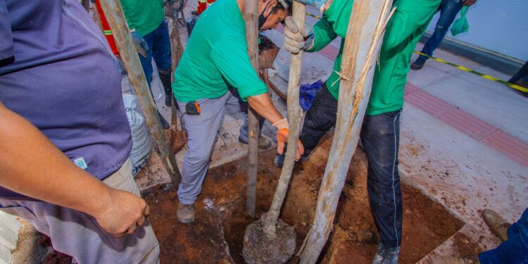 Vídeo: Prefeitura inicia paisagismo no quadrilátero central