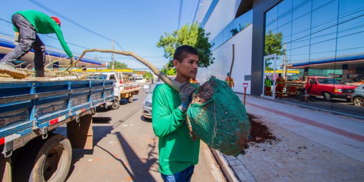 Vídeo: Prefeitura inicia paisagismo no quadrilátero central