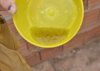 Campo Grande fecha fevereiro com redução nos casos notificados de Dengue