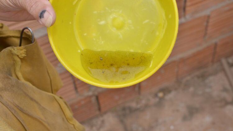 Campo Grande fecha fevereiro com redução nos casos notificados de Dengue