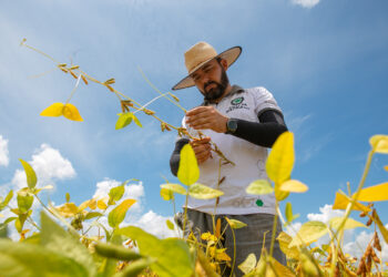 Clima afeta resultados da soja e estimativa de produção cai para 124,6 milhões de toneladas, quebra de 10,6% sobre a safra anterior