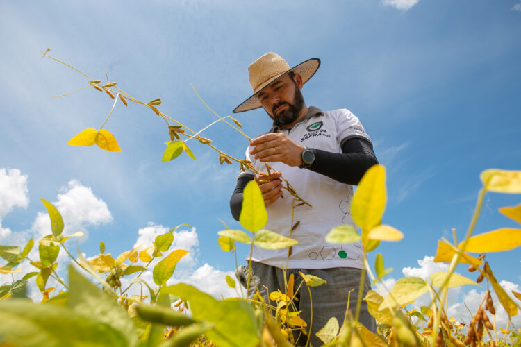 Clima afeta resultados da soja e estimativa de produção cai para 124,6 milhões de toneladas, quebra de 10,6% sobre a safra anterior