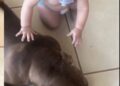 Pitbull foge e família de “bebê propaganda” recompensa em R$ 1 mil por informações