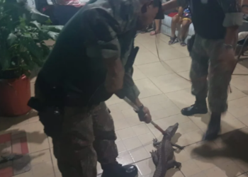 Filhote de jacaré invade residência e é resgatado pela Polícia Militar Ambiental