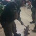 Filhote de jacaré invade residência e é resgatado pela Polícia Militar Ambiental