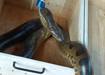 Sucuri de quase 3 metros e cobra peçonhenta em casa de cachorro são capturadas pela PMA