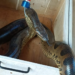 Sucuri de quase 3 metros e cobra peçonhenta em casa de cachorro são capturadas pela PMA