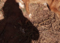 PMA autua homem por maus-tratos ao deixar cão morrer de desnutrição