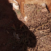 PMA autua homem por maus-tratos ao deixar cão morrer de desnutrição