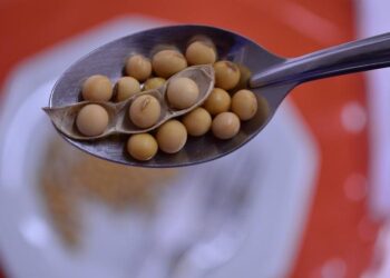 Capacitação gratuita do Senar/MS ensina sobre processamento artesanal da soja e receitas versáteis com o grão