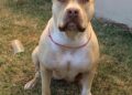 Pitbull Dara está desaparecida há 10 dias e tutores oferecem R$ 1 mil para quem encontrar