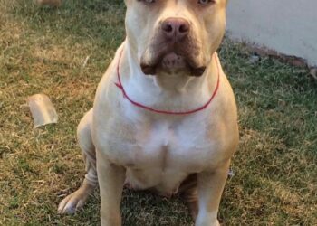 Pitbull Dara está desaparecida há 10 dias e tutores oferecem R$ 1 mil para quem encontrar