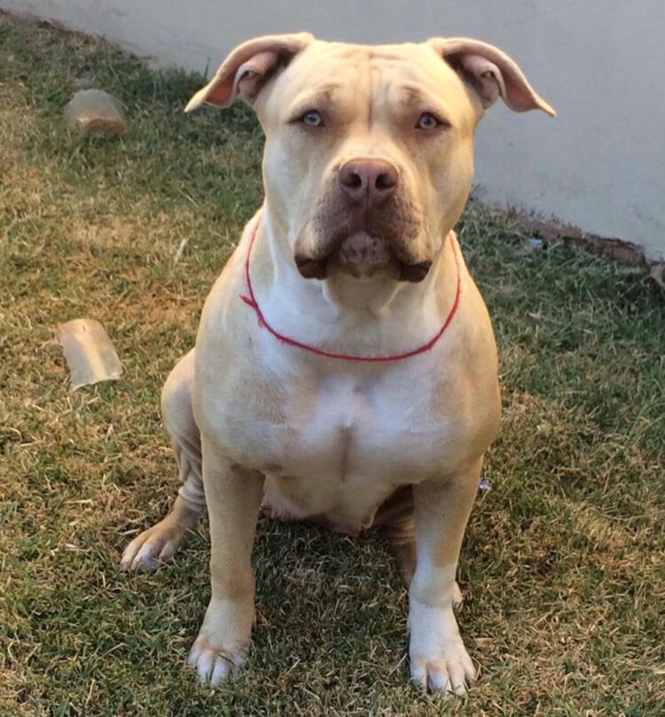 Pitbull Dara está desaparecida há 10 dias e tutores oferecem R$ 1 mil para quem encontrar