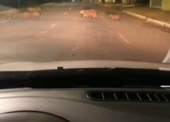Vídeo: Leitor flagra capivaras saindo de bar de madrugada e fica com inveja na Capital