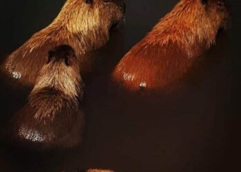 Comemoramos o Dia Mundial da Água com quem mais gosta dela: nossas capivaras