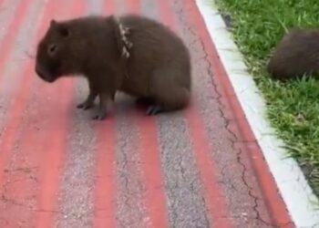 Capivara são paulina está triste porquê o Alviverde levou a vez nesta noite